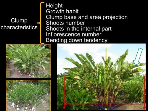 Dra. Vivian Loges - Heliconia Society International