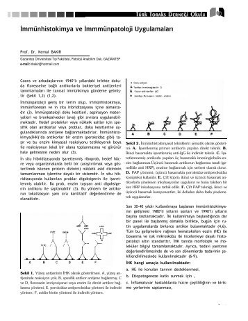 119-122 immunhistokimya ve immunpatoloji