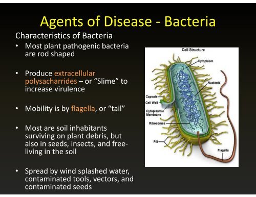 Agents of Disease - Bacteria g