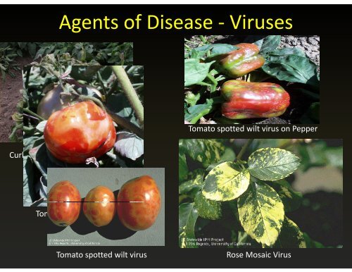 Agents of Disease - Bacteria g