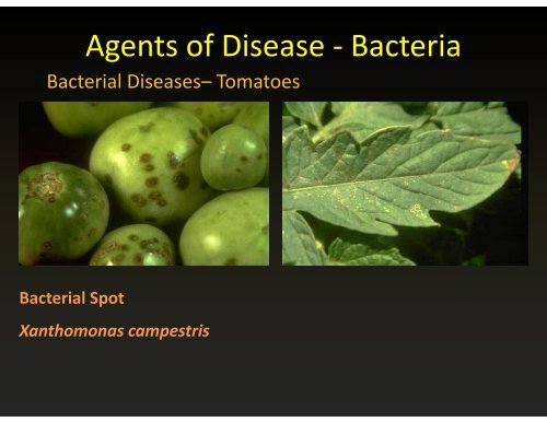 Agents of Disease - Bacteria g