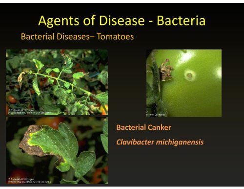 Agents of Disease - Bacteria g