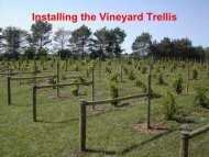 Installing the vineyard trellis