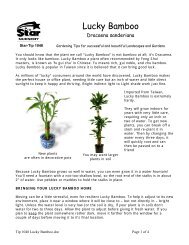 Dracaena sanderiana - Lucky bamboo - Star Nursery