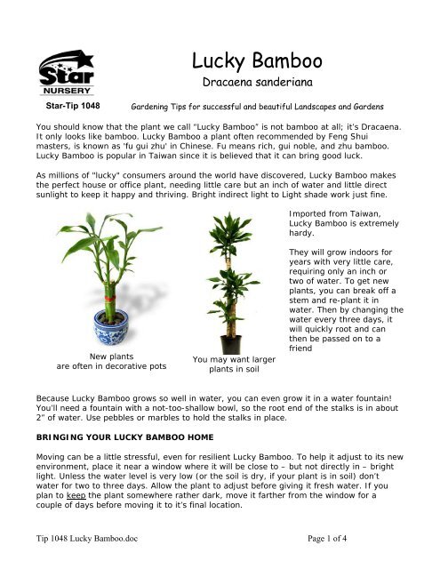 Dracaena Sanderiana Lucky Bamboo Star Nursery