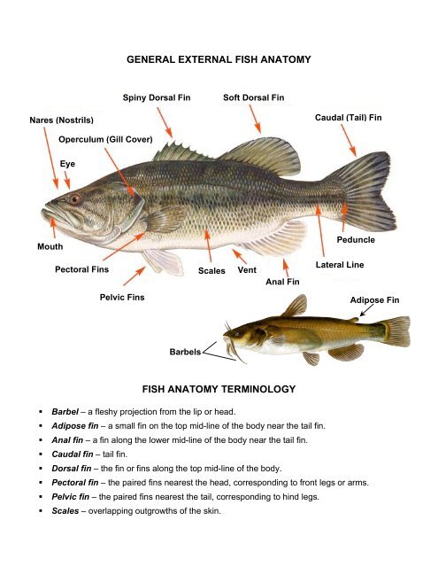 Fish dissection - Body systems