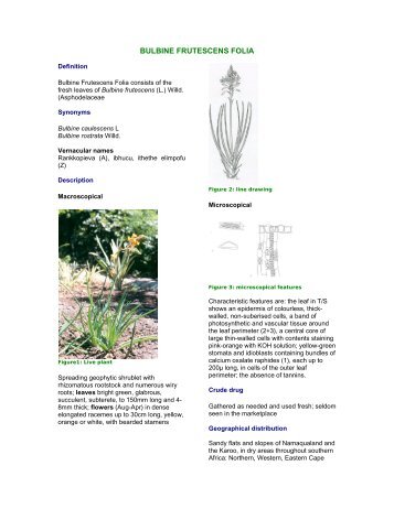 BULBINE FRUTESCENS FOLIA - PlantZAfrica