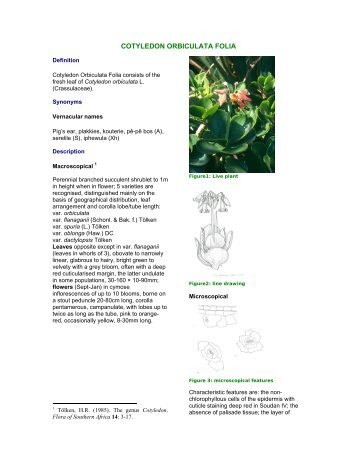 COTYLEDON ORBICULATA FOLIA - PlantZAfrica