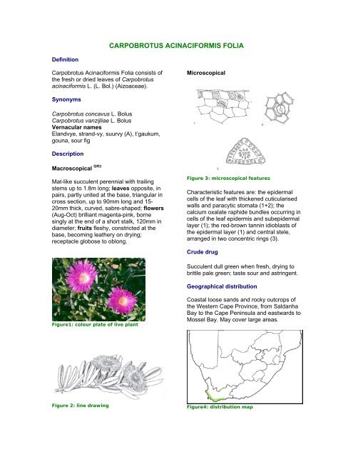 CARPOBROTUS ACINACIFORMIS FOLIA - PlantZAfrica