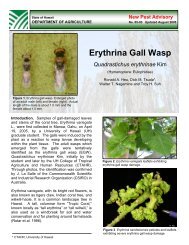 NPA Erythrina Gall Wasp MASTER