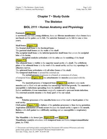 Chapter 7 â¢ Study Guide The Skeleton BIOL 2111 â¢ Human Anatomy ...