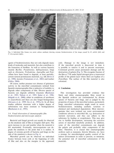 Isolation and identification of bacteria and fungi from ... - ictp