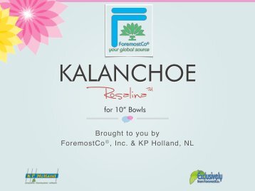 Kalanchoe Rosalina™ (Multi-flowering) for 10" bowls ... - ForemostCo