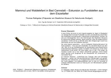 Waldelefant in Bad Cannstatt - Staatliches Museum fÃ¼r Naturkunde ...