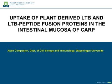 oral vaccination of fish with plant derived protein vaccines