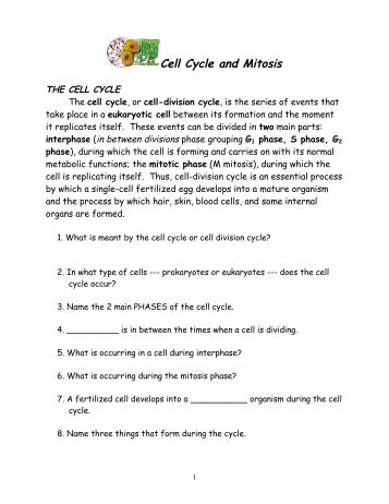 cell cycle & mitosis - nnhsbergbio