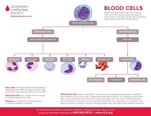 Blood Cells/Lymphatic System - The Leukemia & Lymphoma Society