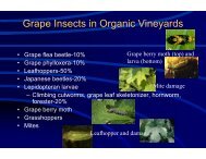 Grape Insects in Organic Vineyards - Viticulture Iowa State University