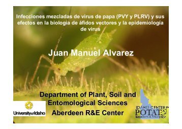 infecciones mezcladas de virus de papa y sus efectos en la biologÃ­a ...