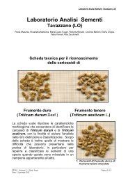 Scheda tecnica per il riconoscimento delle cariossidi - Ense