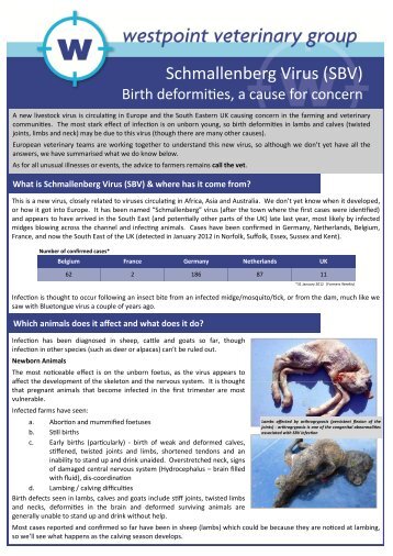 Schmallenberg Virus (SBV) - Westpoint Veterinary Group