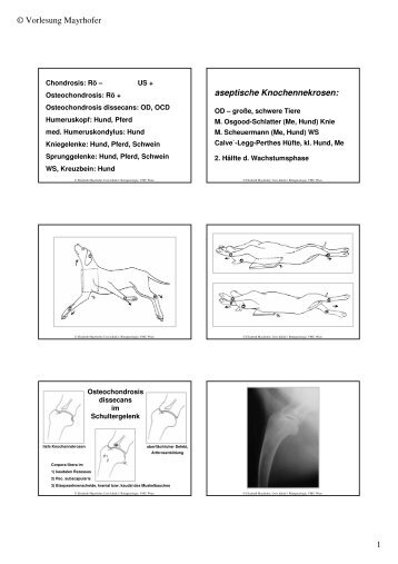 OD_HD_ED teil 1.pdf - Vet-roentgen.at