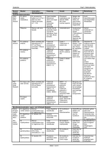 Anatomie Kopf- / Halsmuskulatur Muskel- gruppe Muskel - Fsrmed