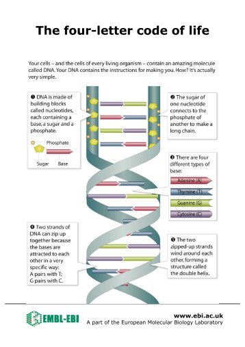 DNA Factsheets (English) (PDF) - EMBL