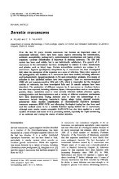 Serratia marcescens - Journal of Medical Microbiology