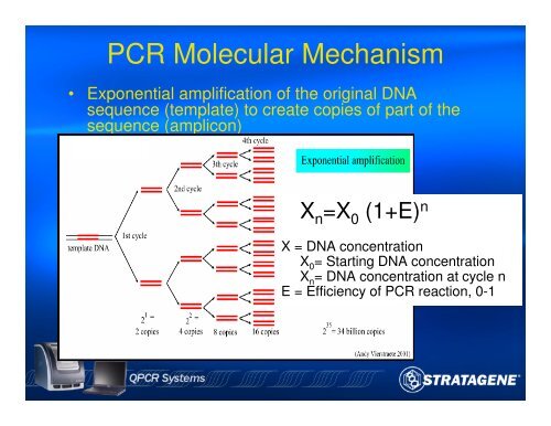 An Introduction to PCR and Quantitative PCR