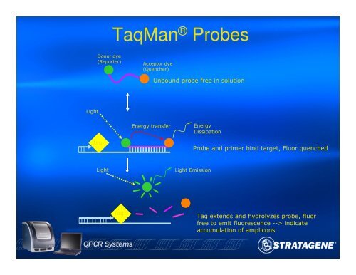 An Introduction to PCR and Quantitative PCR