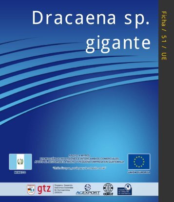 Ficha51. Dracaena