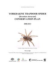Yorkrakine Trapdoor Spider (Kwonkan eboracum) - Wheatbelt NRM