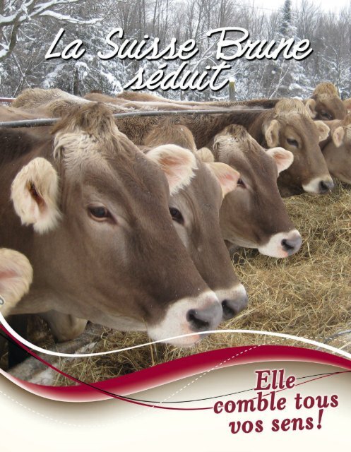 Brochure Suisse Brune - Canadian Brown Swiss & Braunvieh ...