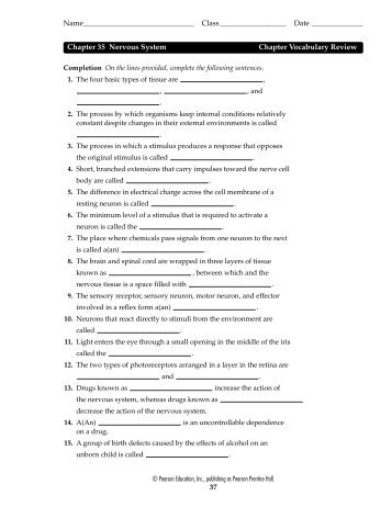 Chapter 35 Nervous System Chapter Vocabulary Review