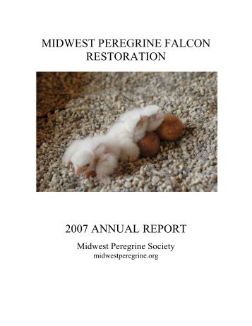 cover photo - Midwest Peregrine Falcon Restoration Project