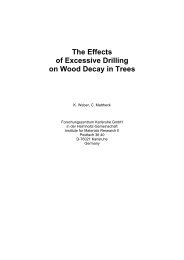 The Effects of Excessive Drilling on Wood Decay in Trees - Arbtalk