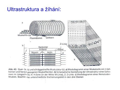 3. Histologie: svalové tkáně - eAMOS
