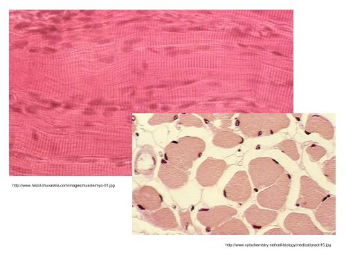 3. Histologie: svalové tkáně - eAMOS