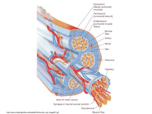 3. Histologie: svalové tkáně - eAMOS