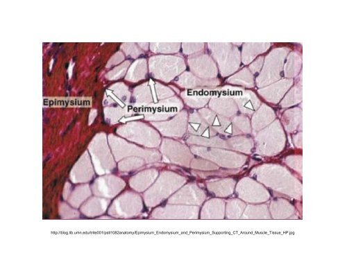 3. Histologie: svalové tkáně - eAMOS