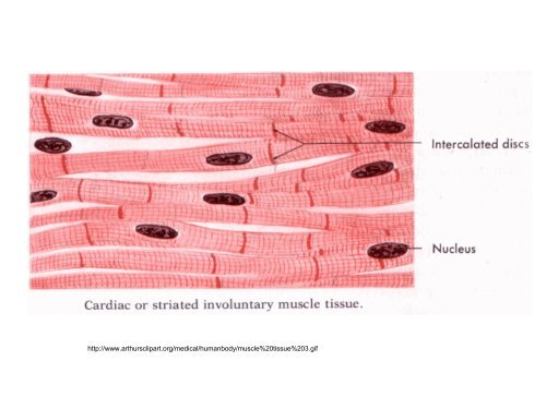 3. Histologie: svalové tkáně - eAMOS