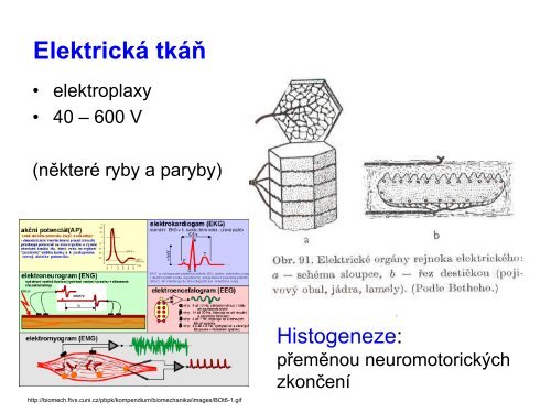 3. Histologie: svalové tkáně - eAMOS