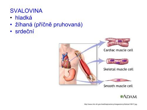 3. Histologie: svalové tkáně - eAMOS