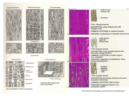 3. Histologie: svalové tkáně - eAMOS