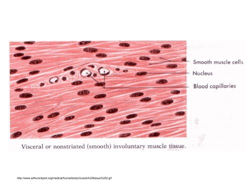3. Histologie: svalové tkáně - eAMOS