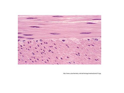 3. Histologie: svalové tkáně - eAMOS