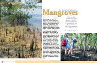 Mangrove - X-Ray Magazine