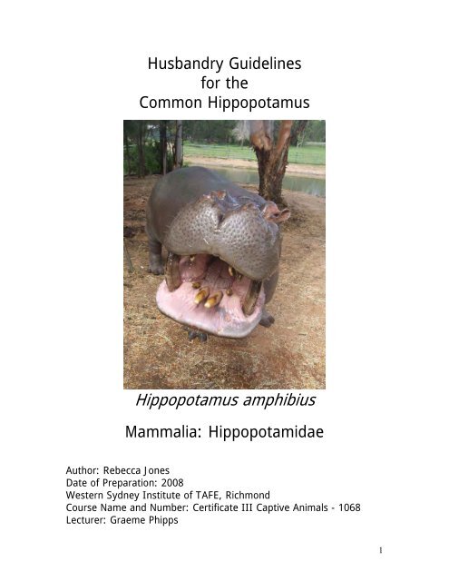 Common Hippopotamus Common Hippopotamus