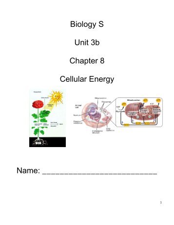 Biology S Unit 3b Chapter 8 Cellular Energy Name: